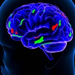 Immagine fotorealistica del cervello umano con aree illuminate che rappresentano la connettività neurale modificata dalla rTMS, focus sulla corteccia prefrontale dorsolaterale. Obiettivo prime 35mm, illuminazione controllata, alta definizione, colori vividi che contrastano con aree più scure.