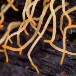 Primo piano macro di rizomorfe filamentose del fungo Armillaria gallica che si sviluppano su un substrato legnoso scuro. Illuminazione controllata per evidenziare la texture delicata e i dettagli delle strutture fungine, obiettivo macro 105mm, alta definizione, messa a fuoco precisa sulle punte in crescita.