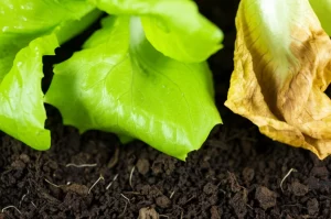 Immagine fotorealistica, obiettivo macro 90mm, che mostra una piantina di lattuga verde brillante e sana in netto contrasto con una accanto appassita e ingiallita a causa del Fusarium. Sul terreno vicino si intravedono sottili indizi visivi della presenza di batteri Streptomyces benefici (es. texture terrosa). Alta definizione, illuminazione controllata che enfatizza il contrasto tra salute e malattia.