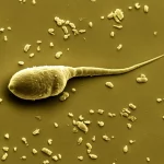 Immagine al microscopio elettronico a scansione ad altissimo dettaglio di uno spermatozoo bovino, lente macro 105mm, illuminazione da laboratorio controllata, focus preciso sulla testa e la coda dello spermatozoo, evidenziando la sua struttura complessa.