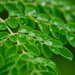 Primo piano macro di foglie fresche di Moringa Oleifera, gocce di rugiada scintillanti visibili sulle venature. Scatto realizzato con lente macro 105mm, illuminazione controllata da studio che crea un leggero chiaroscuro, altissimo dettaglio della texture fogliare, sfondo verde naturale dolcemente sfocato.