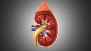 Visualizzazione 3D medica altamente realistica di una ghiandola surrenale umana con una piccola lesione adenomatosa evidenziata in colore contrastante, rendering dettagliato con illuminazione da studio controllata per enfatizzare la texture, stile macro con obiettivo 85mm, sfondo neutro sfocato.