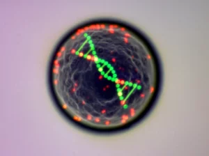 Immagine fotorealistica, lente macro, 100 mm, che mostra un filamento di DNA a doppia elica stilizzata all'interno di un nucleo cellulare, con segmenti specifici evidenziati da vibranti punti di colore non fluorescenti (rosso e verde), che rappresentano il rilevamento CRISPR-Cish, visualizzati sotto microscopia a campo luminoso simulato, dettaglio ad alto contenuto, illuminazione controllata.