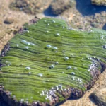 Fotografia macro di una microbialite moderna in una pozza di marea peritidale a Fongchueisha, Taiwan. Obiettivo macro 100mm, alta definizione, messa a fuoco precisa sulla superficie texturizzata e leggermente colorata (verdastra/brunastra) della microbialite parzialmente sommersa in acqua limpida. Illuminazione naturale controllata che evidenzia le bollicine intrappolate e la stratificazione sottile. Lo sfondo è leggermente sfocato mostrando la sabbia e altre rocce della pozza.
