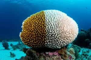 Fotografia subacquea con lente macro 100mm, alta definizione, che mostra un dettaglio ravvicinato di un corallo Acropora palmata. Metà del corallo appare sano con un colore bruno-dorato vibrante, mentre l'altra metà è completamente bianca a causa dello sbiancamento. L'acqua è limpida con luce solare che filtra dall'alto, evidenziando la texture complessa della struttura del corallo e il drammatico contrasto tra salute e stress termico.