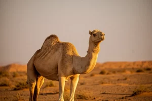 Fotografia naturalistica, teleobiettivo 300mm, di un dromedario maschio adulto in piedi in un ambiente desertico al tramonto, messa a fuoco nitida sull'animale, luce calda e dorata, leggero effetto bokeh sullo sfondo.