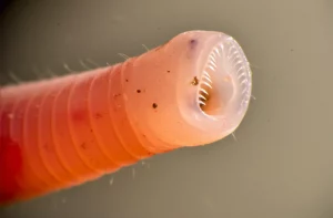 Immagine macro ad alta definizione di un verme anchilostoma adulto, Ancylostoma ceylanicum, con dettagli nitidi delle sue parti boccali uncinate. Illuminazione da studio controllata, obiettivo macro 105mm, sfondo neutro sfocato.