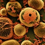 Primo piano macro estremo di cellule tumorali al microscopio elettronico, alcune intatte e altre che mostrano chiari segni di cambiamento morfologico o danno cellulare dovuto a trattamento. Illuminazione drammatica e altamente controllata che evidenzia le texture e le strutture cellulari. Profondità di campo molto ridotta per isolare alcune cellule. Obiettivo macro 100mm, alta definizione, dettagli precisi.