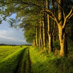Paesaggio iconico dell'Irlanda del Nord al bivio: un sentiero si divide nettamente, un lato conduce attraverso rigogliosi pascoli verdi punteggiati da bestiame al pascolo sotto un cielo parzialmente nuvoloso, l'altro lato si addentra in una fitta e matura foresta mista con alberi alti e sottobosco denso. Luce drammatica dell'alba che illumina la scena, obiettivo grandangolare 20mm, messa a fuoco nitida sull'intero panorama per enfatizzare la scelta cruciale tra agricoltura tradizionale e rimboschimento per il futuro del territorio.