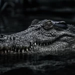 Ritratto fotografico drammatico e fotorealistico della testa di un Deinosuchus che emerge da acque scure. Obiettivo a focale fissa (50mm), profondità di campo ridotta che mette a fuoco nitidamente l'occhio e i denti massicci. Illuminazione in stile film noir che crea alto contrasto e ombre, enfatizzando la sua reputazione di 'coccodrillo del terrore' mentre accenna al mistero scientifico che lo circonda.