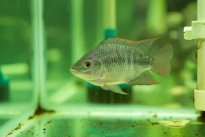 Un pesce Tilapia del Nilo (Oreochromis niloticus) nuota in un acquario da laboratorio, con una sfumatura verdastra nell'acqua che suggerisce la presenza di contaminanti chimici come pesticidi. Fotografia still life, obiettivo 60mm macro, illuminazione controllata per enfatizzare la limpidezza apparente ma contaminata dell'acqua, alta definizione, focus sul pesce dall'aspetto sano ma potenzialmente esposto.
