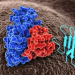 Illustrazione scientifica 3D dell'interazione tra la proteina ERK2 (in blu) che fosforila la proteina ZEB1 (in rosso) nel sito S322, all'interno di una cellula tumorale pancreatica stilizzata. Sfondo scuro, illuminazione focalizzata sulle proteine. Obiettivo macro, 80mm, alta definizione, illuminazione controllata.