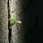 Immagine simbolica: una crepa su un muro di cemento da cui spunta un piccolo germoglio verde illuminato da un raggio di sole. Rappresenta la resilienza e la crescita post-traumatica in un contesto difficile come quello penitenziario. Stile: Macro lens, 90mm, high detail, precise focusing, luce drammatica.