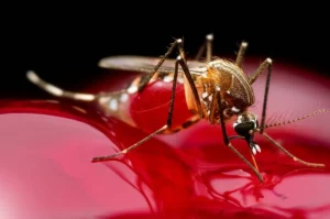 Lenti macro, 90 mm, dettagli elevati, messa a fuoco precisa, illuminazione controllata, che mostra una zanzara di Anopheles gambiae alterata sottilmente dalla tecnologia di guida genica mirata a miR-184, appoggiando vicino a un calo simbolico di sangue, che rappresenta l'intersezione della genetica avanzata, il controllo della malaria e la biologia del vettore.
