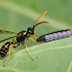 Macro fotografia di una vespa parassitoide Cotesia vestalis vicino a una larva di Plutella xylostella su foglia di cavolo. Obiettivo macro 90mm, alta definizione, illuminazione controllata, focus sull'interazione parassita-ospite.