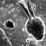 Microscopia elettronica a scansione ad altissimo dettaglio di uno sporozoita di Plasmodium all'interno di un epatocita umano, con evidenza della membrana vacuolare parassitofora interagente con vescicole autofagiche marcate (LC3). Illuminazione controllata, obiettivo macro 100mm, focus preciso sulla zona di interazione.