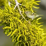 Fotografia macro, obiettivo 100mm, un piccolo uccello insettivoro come un Regolo Corona Rubino (Ruby-crowned Kinglet) intento a spulciare insetti da un fitto cespo di Vischio a Foglia Larga (Phoradendron leucarpum) attaccato al ramo di un albero deciduo, messa a fuoco nitida sull'uccello e sul vischio, illuminazione controllata che evidenzia i dettagli del piumaggio e delle foglie del vischio, sfondo naturale leggermente sfocato (profondità di campo).