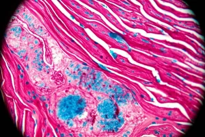 Immagine fotorealistica al microscopio di un cuore di pesce zebra durante la rigenerazione cardiaca. Evidenzia l'interfaccia tra il tessuto cardiaco sano (cardiomiociti organizzati) e l'area danneggiata in via di riparazione, con cellule immunitarie (macrofagi) e cardiomiociti che protrudono nella zona della cicatrice. Macro lens 60mm, alta risoluzione, profondità di campo che sfoca leggermente lo sfondo.