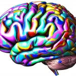 Visualizzazione fotorealistica 3D della corteccia cerebrale umana con sovrapposti gradienti colorati che rappresentano dati multimodali (microstruttura, connettività strutturale e funzionale). L'immagine unisce la vista locale (dettagli delle aree corticali) e globale (flussi di gradienti su larga scala che seguono l'asse sensoriale-fugal). Obiettivo grandangolare 24mm, sharp focus, illuminazione drammatica che evidenzia la complessità e l'ordine, stile high detail.