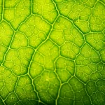 Macro fotografia di una foglia di pianta illuminata dal sole, evidenziando le nervature e la struttura cellulare interna. Lente macro 100mm, alta definizione, luce controllata laterale per creare profondità, focus preciso sulle cellule del mesofillo dove avviene la sintesi del saccarosio.