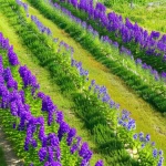 Campo agricolo con file alternate di Platycodon grandiflorum in fiore (fiori viola a campana) e Glehnia littoralis (piante verdi basse), vista leggermente dall'alto, luce naturale brillante, obiettivo grandangolare 24mm per mostrare l'estensione della consociazione, messa a fuoco nitida.