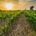 Campo di mais rigoglioso nel Telangana meridionale, India, coltivato con tecniche di agricoltura conservativa a semina diretta con residui colturali (paglia e stocchi) ben visibili che coprono il terreno tra le file. Luce calda del tardo pomeriggio che illumina le piante verdi e il suolo coperto. Obiettivo grandangolare 24mm per mostrare l'estensione del campo, messa a fuoco nitida, colori saturi ma naturali.