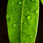 Fotografia macro di una foglia di Phoebe bournei sana e verde brillante, con goccioline d'acqua che ne evidenziano la turgidità, simbolo della resistenza alla siccità grazie all'azoto. Obiettivo macro 80mm, alta definizione, luce laterale controllata per esaltare la texture.