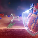 Visualizzazione artistica fotorealistica che mostra a sinistra cellule endoteliali che rilasciano molecole di ossido nitrico (NO) e a destra un cuore umano stilizzato ma realistico protetto da uno scudo molecolare (rappresentante P188). Luce soffusa, dettagli molecolari visibili, lente prime 35mm, profondità di campo.