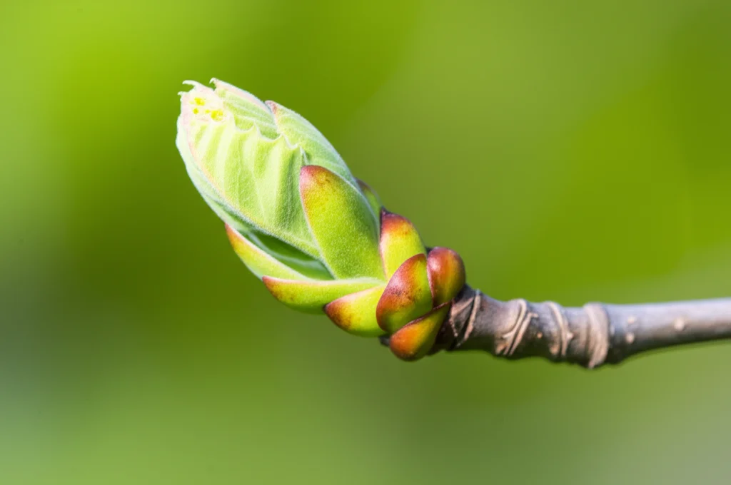 Fotografia time-lapse simulata che mostra lo sviluppo di una gemma fiorale di Platanus × acerifolia dalla primavera all'estate, obiettivo macro 60mm, alta definizione, illuminazione controllata per evidenziare i cambiamenti morfologici nel tempo.