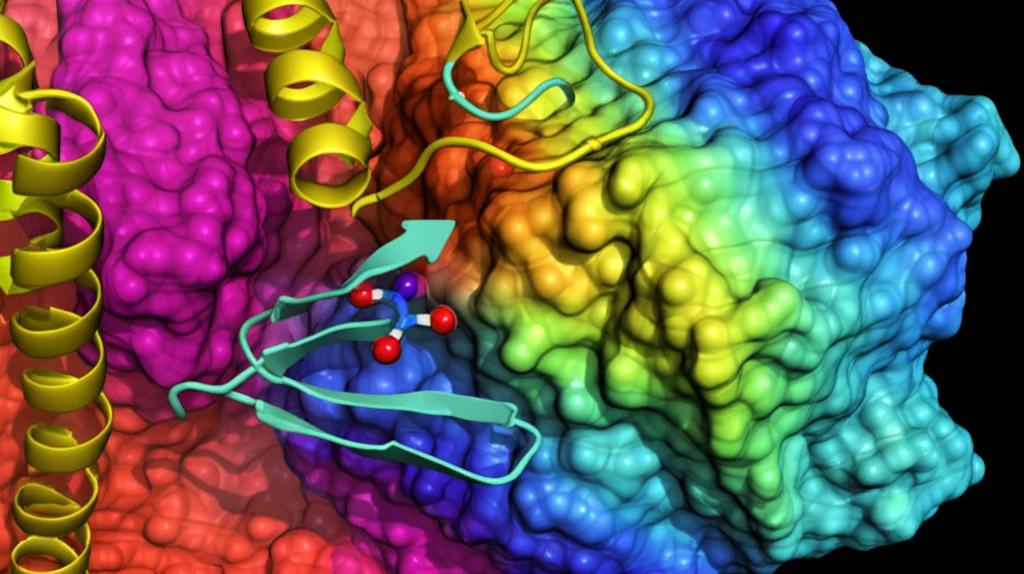 Simulazione di docking molecolare fotorealistica. La struttura 3D della proteina ANLN (rappresentata come nastri colorati) è mostrata con una piccola molecola di Fitoestrogeno (sfere e bastoncelli) inserita nel suo sito di legame attivo. Sfondo scuro con effetti di luce che evidenziano l'interazione. Obiettivo macro 105mm, alta definizione, focus preciso sul sito di legame.