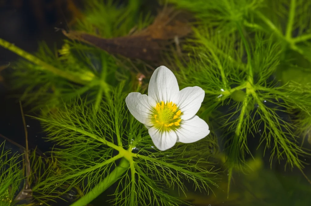 Fotografia macro di un fiore bianco di Ranunculus Batrachium (ranuncolo acquatico) che galleggia sull'acqua limpida di uno stagno temporaneo nel sud-ovest Europa. Obiettivo macro 100mm, alta definizione, focus preciso sul fiore e sulle foglie capillari sommerse visibili sotto la superficie, illuminazione naturale controllata.