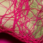 Immagine fotorealistica di un osso fratturato in fase di guarigione, con un'evidente rete di nuovi vasi sanguigni (angiogenesi) che pervadono il callo osseo, simbolo della rigenerazione vascolare promossa da CYR61. Macro lens, 100mm, high detail, controlled lighting.