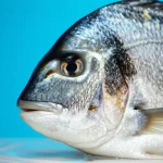 Primo piano di mangime per pesci in pellet contenente farina di Mosca Soldato Nera (Hermetia illucens), con alcuni pellet spezzati per mostrare la texture interna, accanto a un'orata (Sparus aurata) viva e brillante in acqua limpida. Lente macro 90mm, illuminazione da studio controllata per esaltare i dettagli sia del mangime che delle squame argentate del pesce, alta definizione, messa a fuoco selettiva sul mangime in primo piano con l'orata leggermente sfocata sullo sfondo.