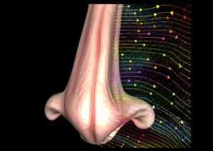 Immagine fotorealistica composita che mostra una sezione trasversale del naso umano derivata da MRCP con particelle di aerosol colorate in sospensione e una vista della trachea e prima biforcazione bronchiale con simulazione del flusso d'aria (linee di flusso). Macro lens per il dettaglio nasale (60mm), vista più ampia per la trachea/bronchi. Alta definizione, illuminazione scientifica controllata per chiarezza.