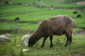 Immagine fotorealistica, obiettivo prime 35mm, di una pecora nera Minxian che pascola in una rigogliosa valle verde nella provincia di Gansu, Cina. Luce naturale morbida, profondità di campo che mette a fuoco una pecora in primo piano, paesaggio pastorale sereno.
