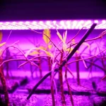 Impianto di coltura in vitro con radici pelose di Eurycoma longifolia illuminate da diverse luci LED (blu, rossa, bianca, verde menta) in un laboratorio di ricerca, lente prime 35mm, profondità di campo, illuminazione controllata.