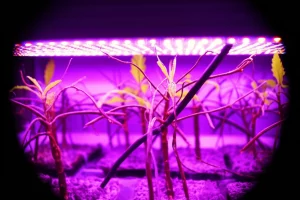 Impianto di coltura in vitro con radici pelose di Eurycoma longifolia illuminate da diverse luci LED (blu, rossa, bianca, verde menta) in un laboratorio di ricerca, lente prime 35mm, profondità di campo, illuminazione controllata.