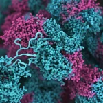 Primo piano macro, obiettivo 85mm, di intricate strutture proteiche di anticorpi che interagiscono, evidenziando i loop ipervariabili ultra-lunghi (ulCDR), con illuminazione controllata da studio che enfatizza profondità e dettaglio della struttura molecolare.