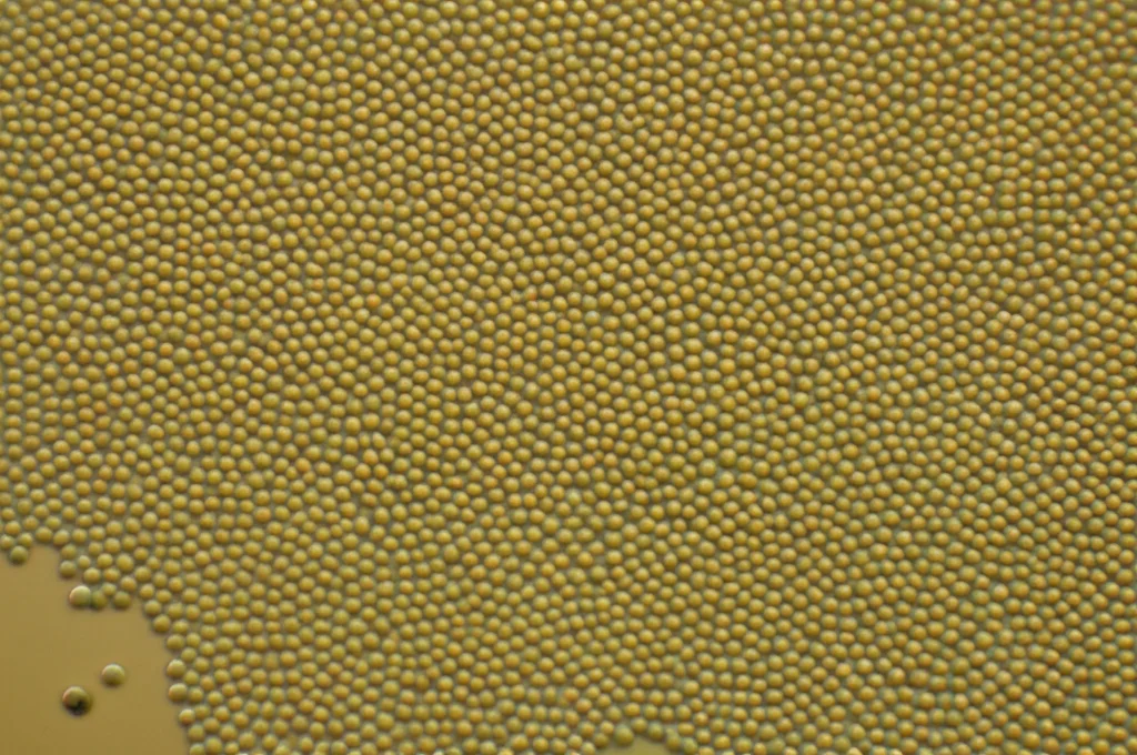 Macro fotografia di nanoparticelle sferiche di chitosano caricate con olio essenziale di cumino, obiettivo macro 100mm, alta definizione, illuminazione controllata, che mostra la struttura e l'incapsulamento.