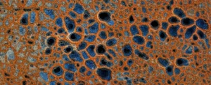 Primo piano macro fotorealistico di una superficie metallica corrosa di una superlega K452, mostrando dettagli intricati di ossidazione colorata (ossidi di cromo e titanio) e vaiolatura scura causati dall'esposizione a SO2 ad alta temperatura (900°C). Illuminazione controllata da laboratorio, alta definizione, obiettivo macro 100mm, messa a fuoco precisa sui crateri.
