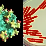 Concetto di immagine divisa: lato sinistro mostra un modello a nastro 3D stilizzato dell'enzima CHMO leggermente luminoso, lato destro mostra uno scatto macro fotorealistico, lente 90mm, di batteri E. coli in un mezzo di coltura con illuminazione controllata.
