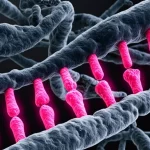 Immagine macro di ife del fungo Rhizopus microsporus sovrapposta a una rappresentazione stilizzata del DNA con metilazione 6mA evidenziata in rosa brillante su alcune basi adenina, macro lens, 90mm, alta definizione, illuminazione drammatica laterale che crea ombre e profondità, sfondo scuro.