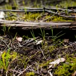 Macro lente, 70 mm, colpo vicino che mostra il contrasto dettagliato della trama all'interfaccia tra un grande registro abbattuto e il terreno in fase di recupero sotto di esso. Cinque anni dopo un incendio in una foresta dell'Italia centrale, stanno emergendo scatti spazi di erba e muschio. La luce solare controllata e leggermente diffusa illumina la scena, evidenziando gocce di umidità sulla superficie del suolo.
