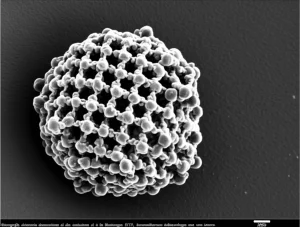 Micrografia elettronica a trasmissione ad alta risoluzione del virus della Bluetongue (BTV), che mostra chiaramente la sua struttura capsidica icosaedrica esterna e il core interno. Obiettivo macro ad alta potenza, dettagli ultrastrutturali visibili, sfondo scuro scientifico, illuminazione precisa per evidenziare la morfologia virale.