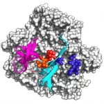 Visualizzazione 3D della proteina umana TET3, con i domini funzionali evidenziati a colori: dominio CXXC in arancione, inserto ricco di cisteina in rosa, dominio a doppia elica beta (DSBH) diviso in blu. La posizione della variante identificata (c.4927G>A, E1643) è marcata in rosso brillante, situata nel cuore della struttura proteica dove si concentra il dominio DSBH. Sfondo neutro, high detail, precise focusing, stile scientifico.