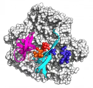 Visualizzazione 3D della proteina umana TET3, con i domini funzionali evidenziati a colori: dominio CXXC in arancione, inserto ricco di cisteina in rosa, dominio a doppia elica beta (DSBH) diviso in blu. La posizione della variante identificata (c.4927G>A, E1643) è marcata in rosso brillante, situata nel cuore della struttura proteica dove si concentra il dominio DSBH. Sfondo neutro, high detail, precise focusing, stile scientifico.