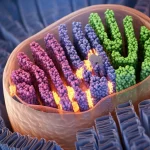 Visualizzazione 3D fotorealistica di un mitocondrio sezionato all'interno di una cellula muscolare, con la catena di trasporto degli elettroni sulle creste mitocondriali interne illuminata. Il Complesso I è evidenziato con un colore distinto. Illuminazione drammatica laterale, alto dettaglio delle membrane e delle proteine, stile scientifico ma accattivante.