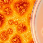 Immagine fotorealistica, macro lens 100mm, che mostra vibranti cristalli arancioni di un nuovo composto ferrocenil-fosfazenico accanto a una piastra Petri che mostra una potente attività antimicrobica (chiare zone di inibizione), simboleggiando l'intersezione tra sintesi e bioattività, alto dettaglio, illuminazione controllata.