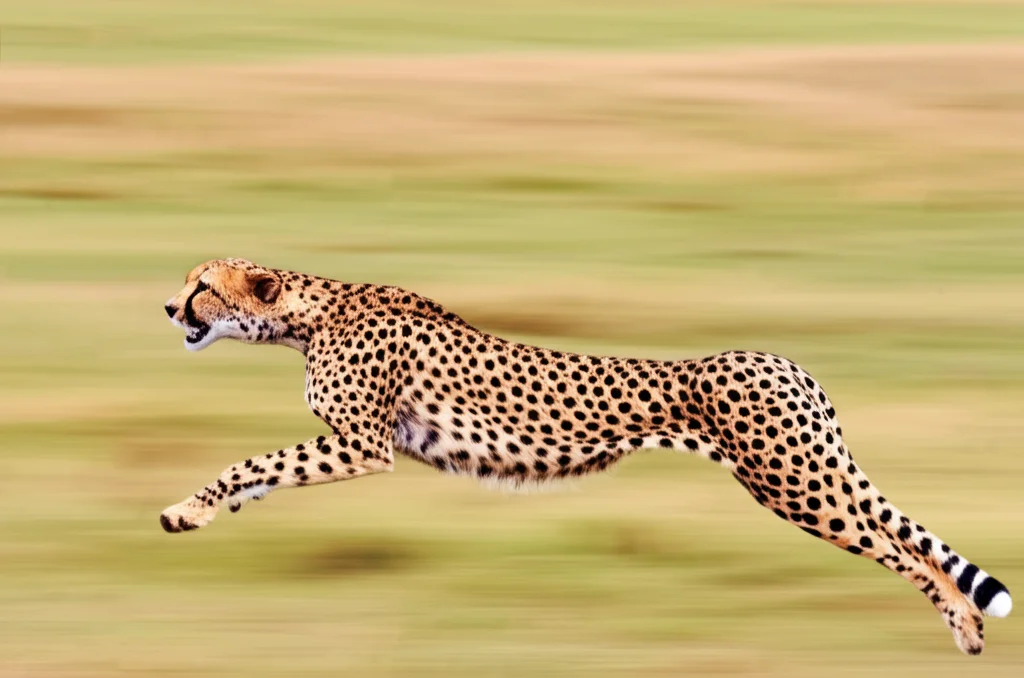 Teleobiettivo zoom, obiettivo 300mm, che cattura un ghepardo a metà scatto attraverso una savana, alta velocità dell'otturatore, tracciamento del movimento, enfatizzando velocità e agilità.