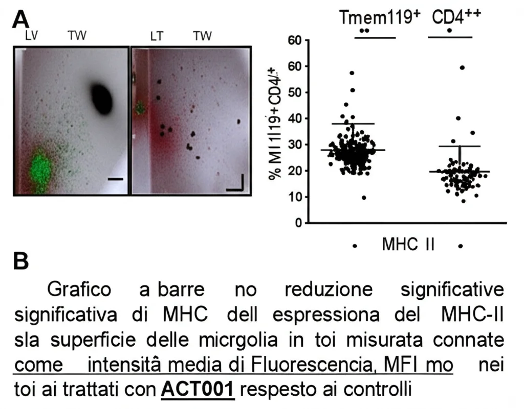 Grafico a barre che mostra la riduzione significativa dell'espressione di MHC-II sulla superficie delle microglia (misurata come intensità media di fluorescenza, MFI) in topi trattati con ACT001 rispetto ai controlli. Accanto, un grafico a dispersione di citometria a flusso che mostra meno 'doublets' (punti in alto a destra, Tmem119+CD4+) nei campioni trattati.
